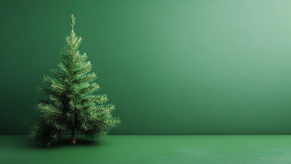 クリスマスツリー　もみの木